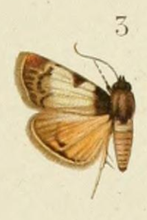 <i>Lepidogma ambifaria</i> Species of moth