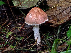 Lepiota subincarnata: fotografijŏ