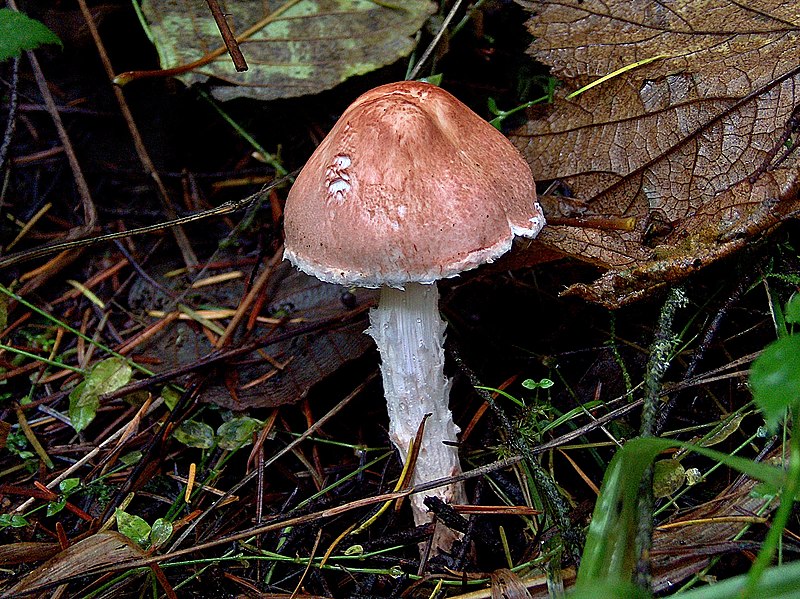 File:Lepiota subincarnata 117620.jpg