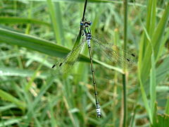 Lestes sponsa 00-01-1.jpg