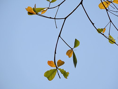 Leaves turn to yellow from green to show the life cycle of nature, Taiwan