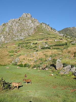 Ponis de Timor en campos de maíz en el valle de Hatu-Builico