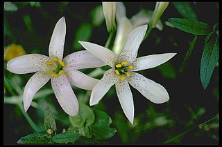 <i>Lilium rubescens</i> Species of lily