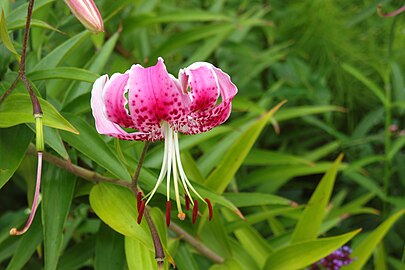 Lilium speciosum rubrum