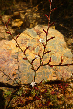 Limonium echioides233.JPG