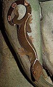 Gekko vittatus