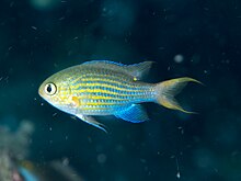 Vuorattu kromi (Chromis lineata) (48652156812). Jpg