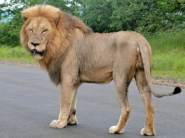 File:Lion_(Panthera_leo)_(6043117194).jpg