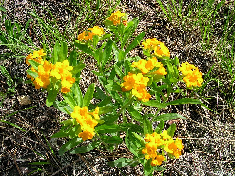 File:Lithospermum canescens 1 (5097923204).jpg