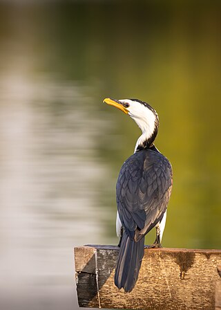 Little pied cormorant (Microcarbo melanoleucos) in Nusa Dua, Bali