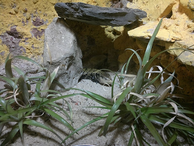 File:Lizard (7822211160).jpg