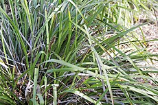 Lomandra plant Lomandra textiles.jpg