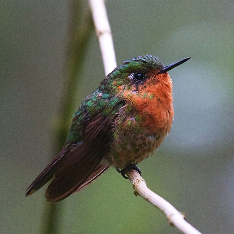 Long-tailed Sylph (female).jpg