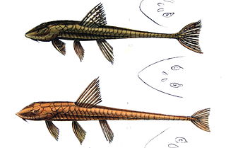 <i>Loricariichthys</i> Genus of fishes