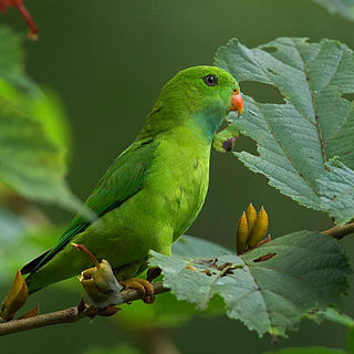 <span class="mw-page-title-main">Vernal hanging parrot</span> Species of bird