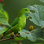 Thumbnail for Vernal hanging parrot