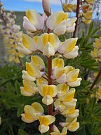 Lupinus arbustus