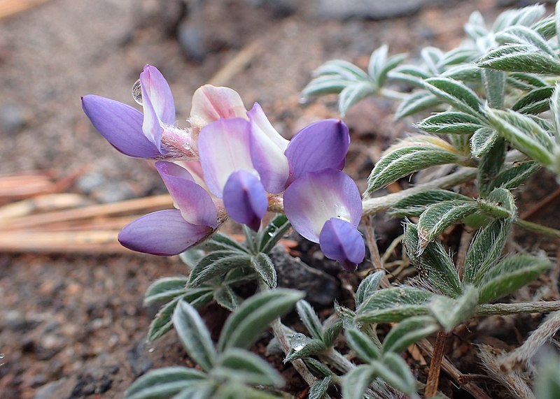 File:Lupinus lepidus kz05.jpg