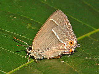 <i>Neozephyrus</i> Butterfly genus in family Lycaenidae
