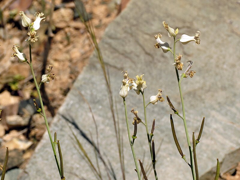 File:Lyreleaf Jewelflower - Flickr - treegrow.jpg