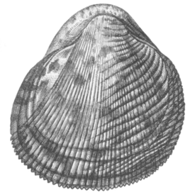 Раковина Lyrocardium aeolicum