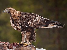 Wintering eagle of the nominate subspecies in Finland Maakotka (Aquila chrysaetos) by Jarkko Jarvinen (crop).jpg