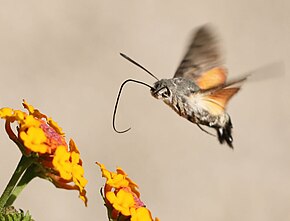 Descrierea acestei imagini, de asemenea comentată mai jos