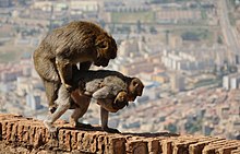 Barbary macaques mating (Bejaia, Algeria, 2008) Magot 1.jpg