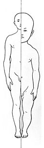 Variation of proportion with age Male anatomical figure, showing proportions - child to man. Wellcome M0000430.jpg