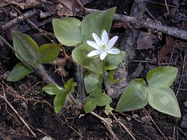 Mammoth Cave National Park HEPATICA.jpg