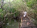 Mangroves park pappinisseri5.JPG