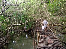 Mangroves park pappinisseri5.JPG