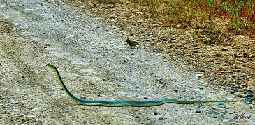La couleuvre de Montpellier est le plus grand serpent d'Europe
