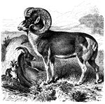 Marco polo sheep line drawing.jpg