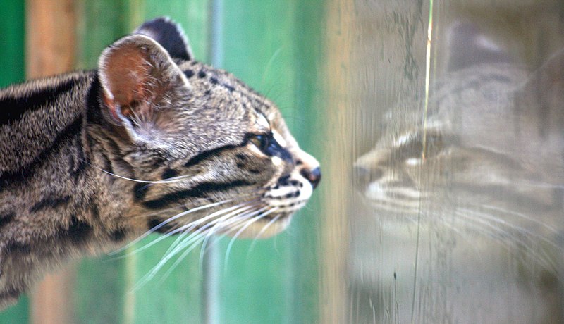 File:Margay Colchester Zoo.jpg