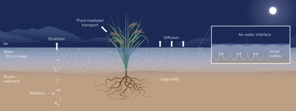 Methane gas escaping via three routes: ebullition (bubbling), plant-mediated transport, and diffusion. Marsh gas.webp