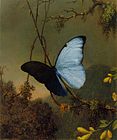 Blue Morpho Butterfly, date unknown