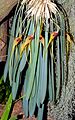 Masdevallia caesia