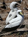 Masked booby with chick.JPG
