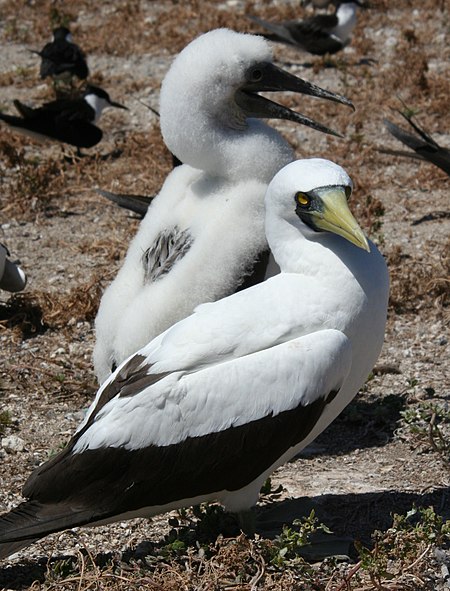 Tập_tin:Masked_booby_with_chick.JPG