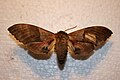 Sphinx moth July 1st, 1971