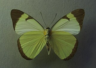 <i>Melete lycimnia</i>