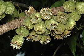 Melicope rubra fruit.jpg