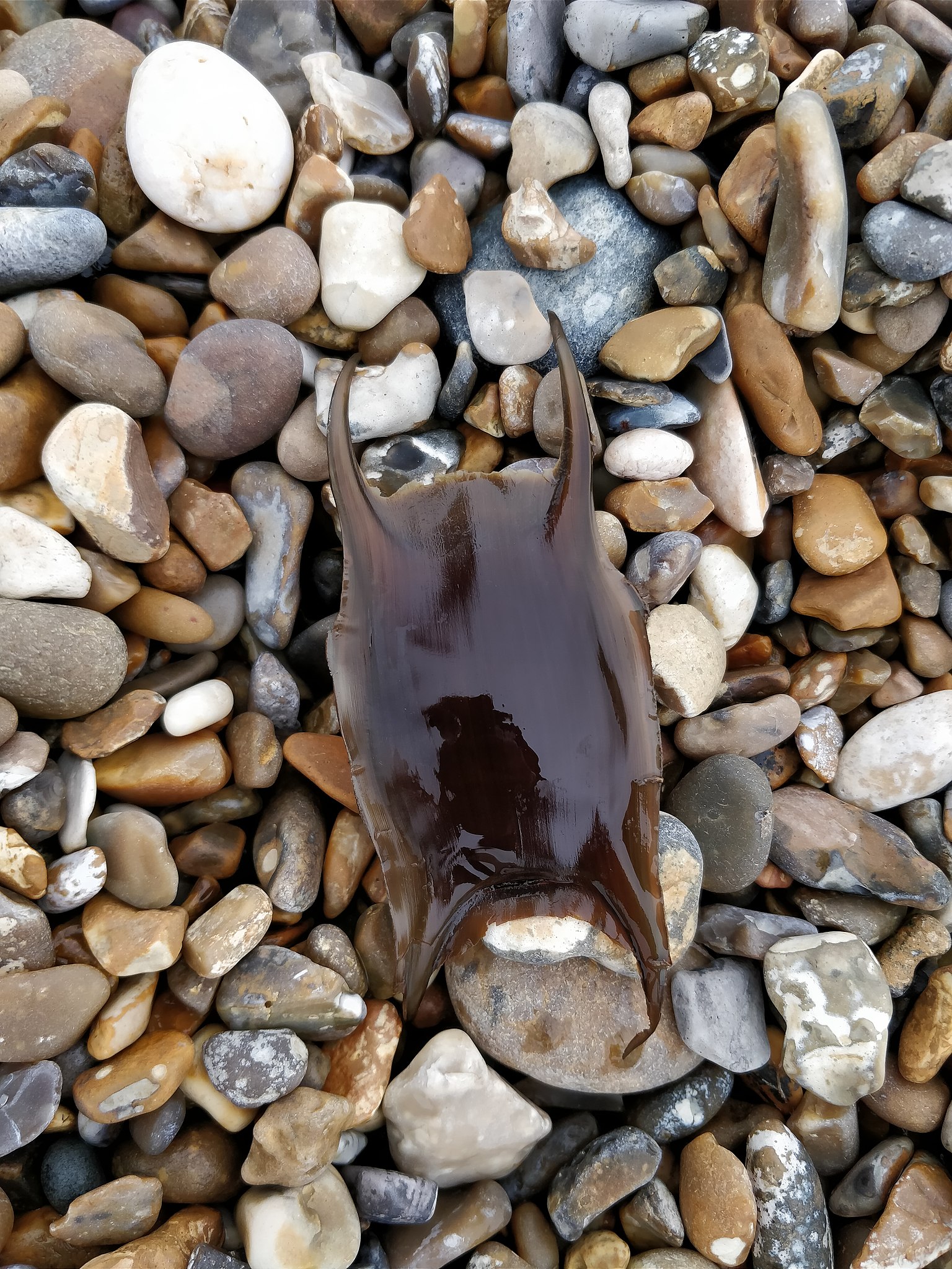 Lesser Spotted Dogfish (Scyliorhinus canicula) 'Mermaid's Purse' eggcase,  with developing early embryo and yolk sac visable Stock Photo - Alamy