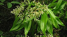 Miconia prasina (سوئیس) DC. - فلیکر - الکس پوپوکین ، باهیا ، برزیل (8) .jpg