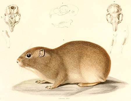 Tập_tin:Microcavia_australis_1847.jpg