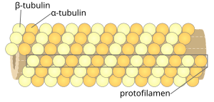 Microtubule id.svg