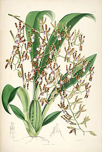 plate 16 Odontoglossum laeve Miltonioides laevis