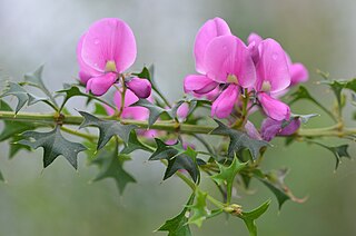 <i>Mirbelia dilatata</i> Species of plant