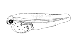 Microchirus theophila